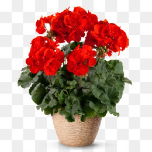 Пеларгонія