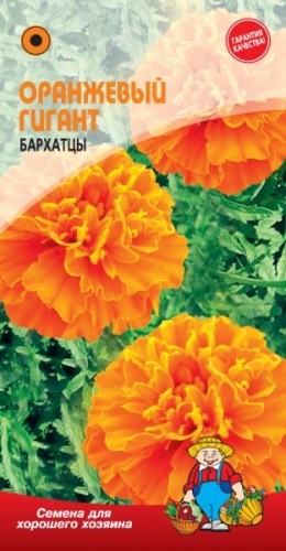 БАРХАТЦЫ «ОРАНЖЕВЫЙ ГИГАНТ»