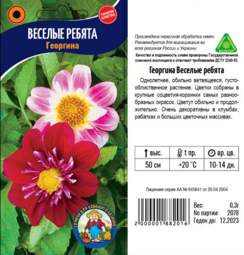 ГЕОРГИНА «ВЕСЕЛЫЕ РЕБЯТА»