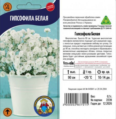 ГИПСОФИЛА МАХРОВАЯ СНЕЖНАЯ ВЬЮГА
