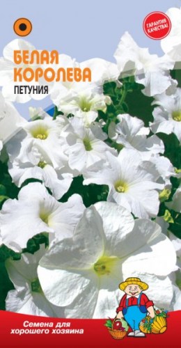 ПЕТУНИЯ БЕЛАЯ КОРОЛЕВА