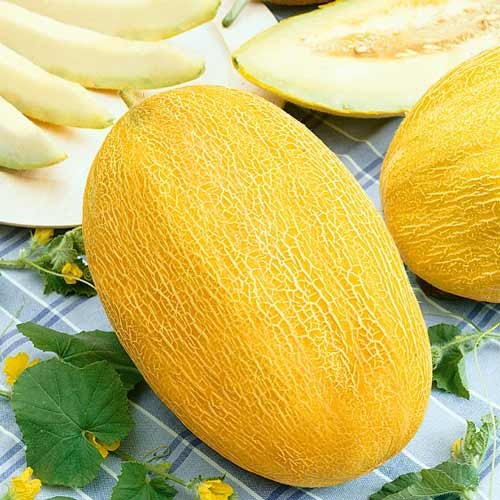 dynya-ananas1