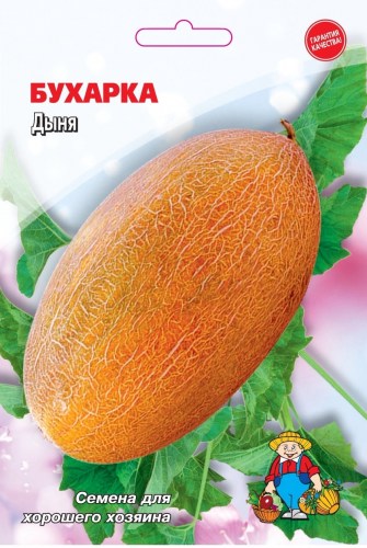 dynya-bukharka