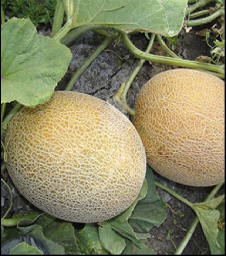 Дыня Карамель