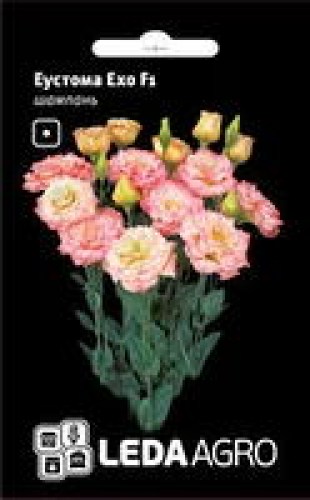 eustoma7
