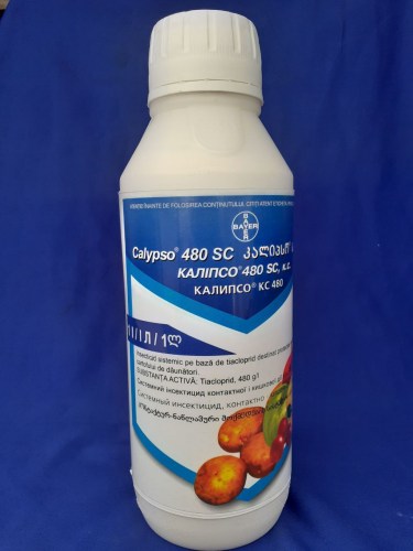 kalipso