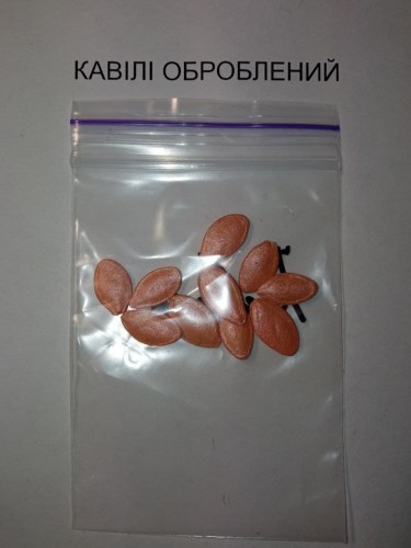 Кабачок кавили ф1
