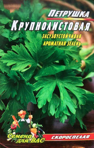 Петрушка крупнолистовая