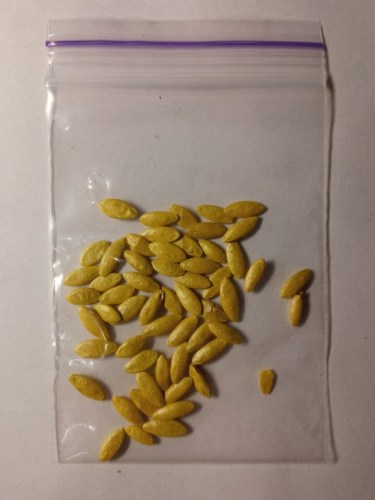 kus