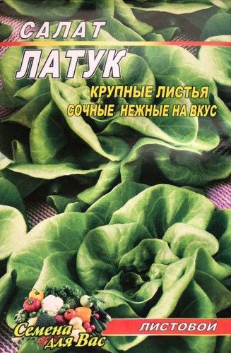 Салат Латук