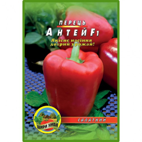 perets-antej