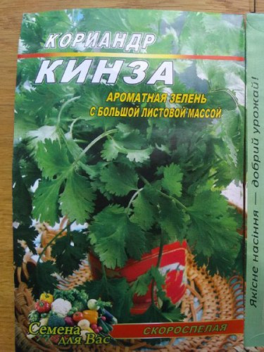 Кинза