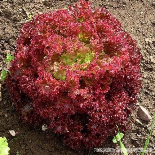 Салат Лолла Росса