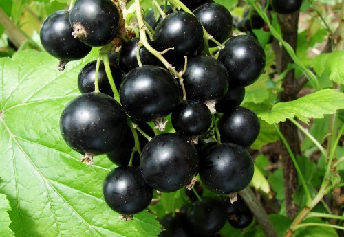 vernisaz